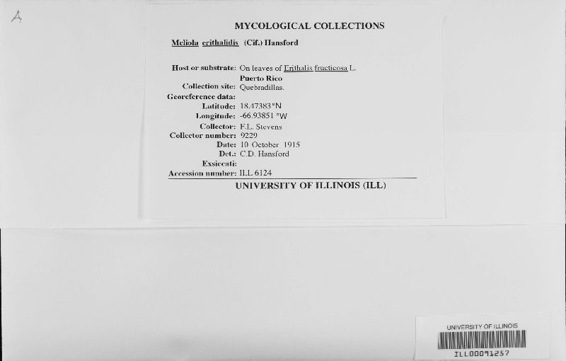 Meliola erithalidis image