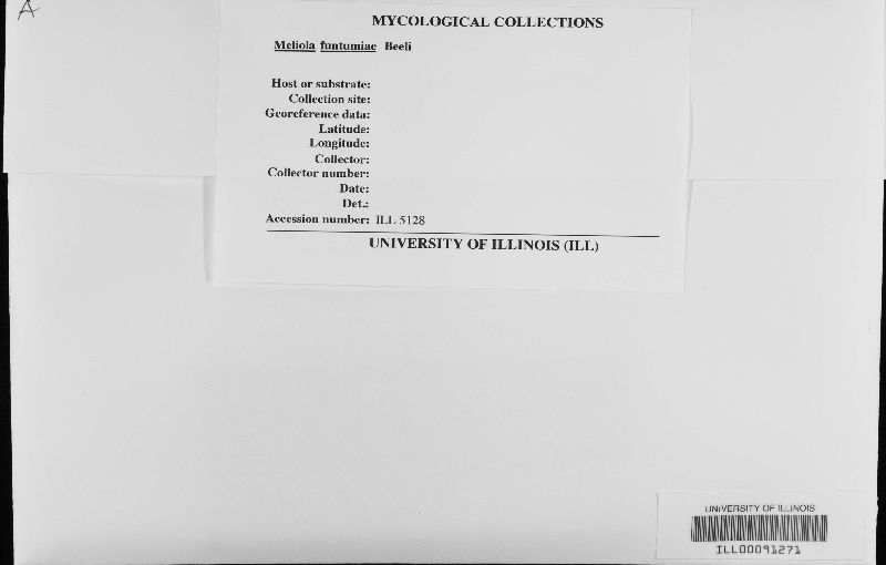 Meliola funtumiae image