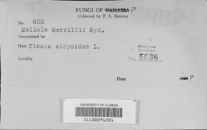 Meliola furcata image