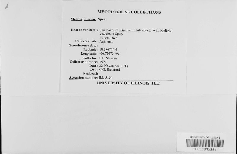 Meliola guareae image