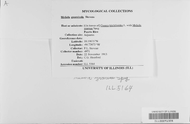 Meliola guareicola image