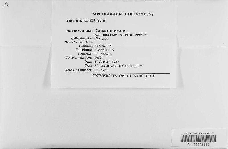 Meliola ixorae image