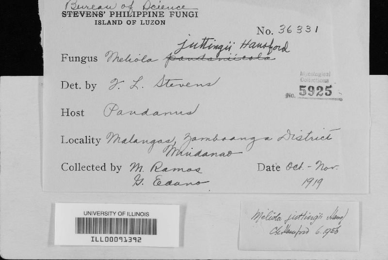 Meliola juttingii image