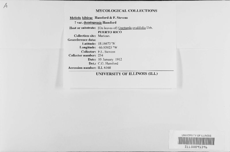 Meliola kibirae image