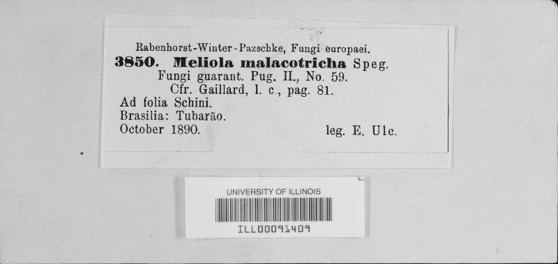 Meliola lanigera image