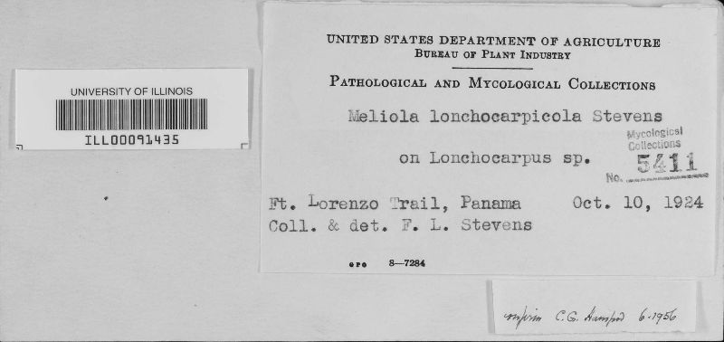 Meliola lonchocarpicola image