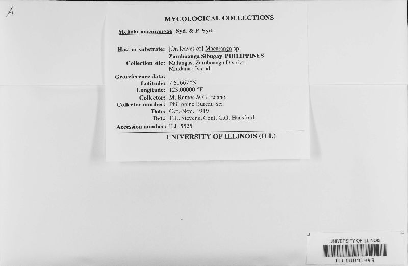 Meliola macarangae image