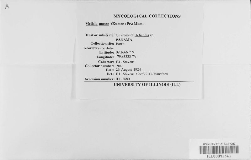 Meliola musae image