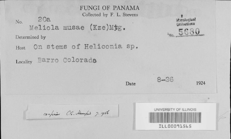Meliola musae image