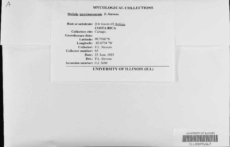 Meliola myrsinacearum image