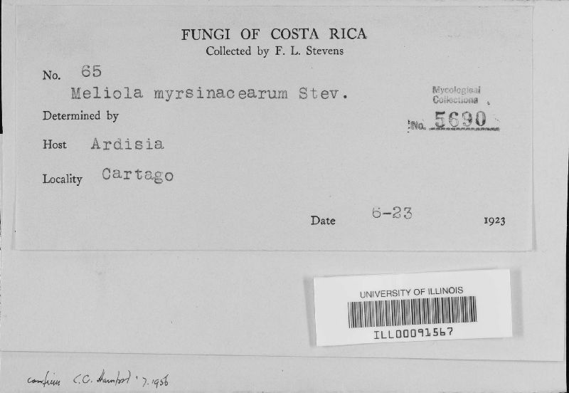 Meliola myrsinacearum image