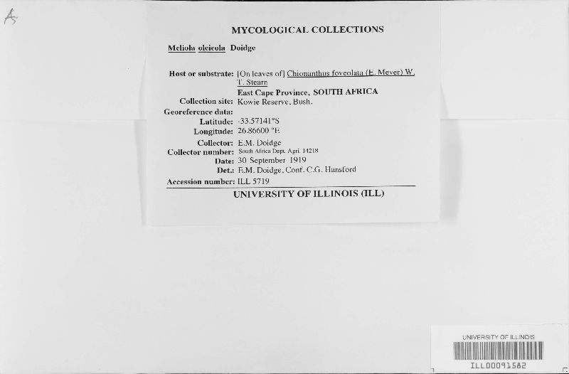 Meliola oleicola image