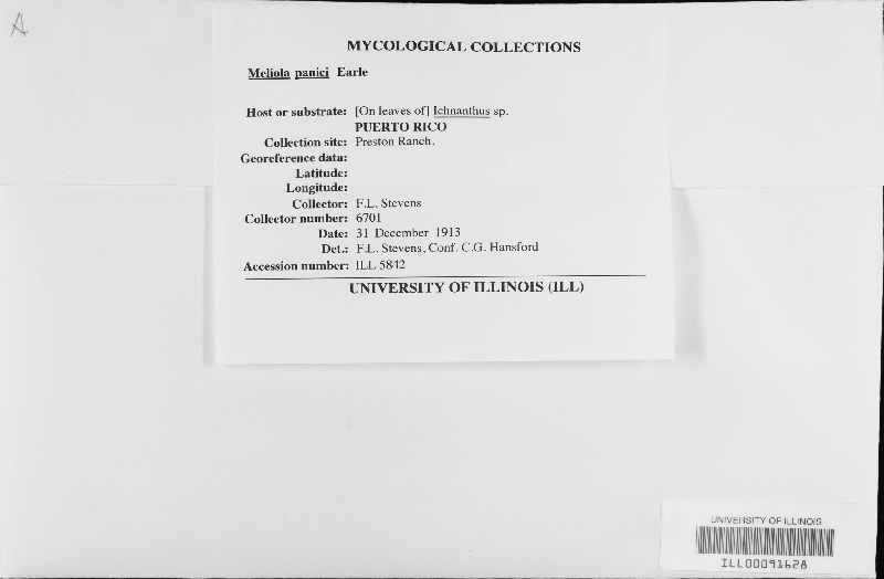 Meliola panici image
