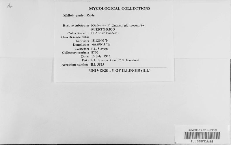 Meliola panici image