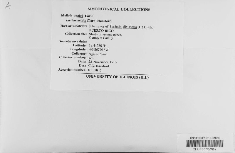 Meliola panici image
