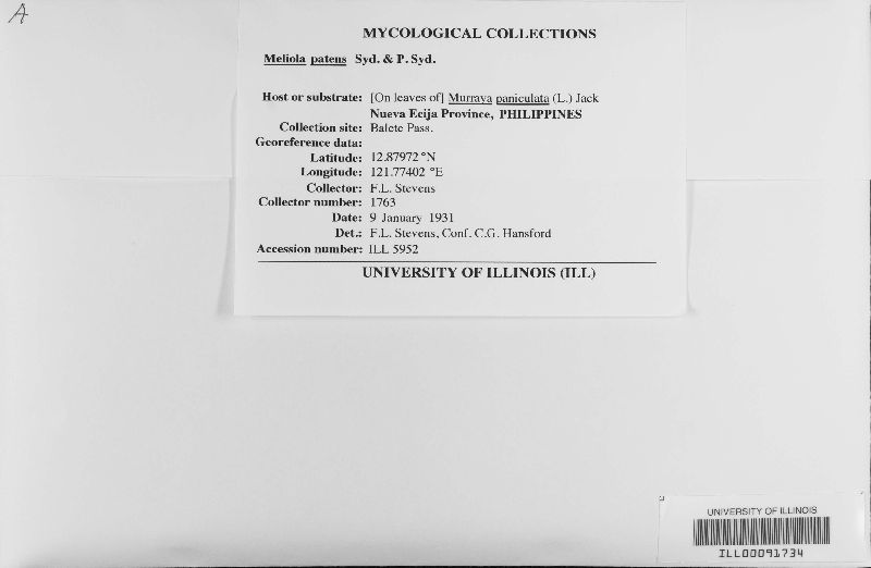 Meliola patens image