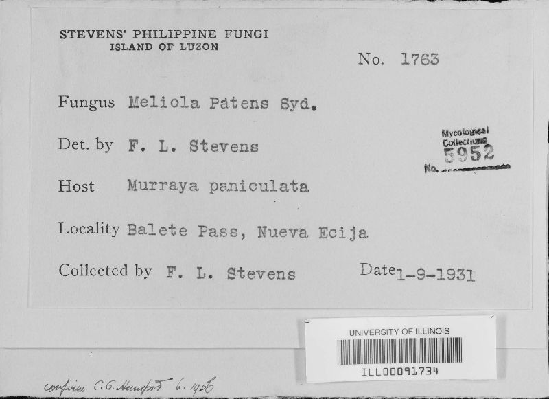 Meliola patens image