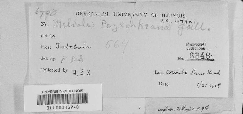 Meliola pazschkeana image