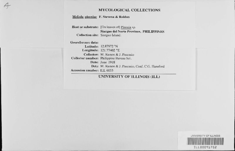 Meliola pisoniae image