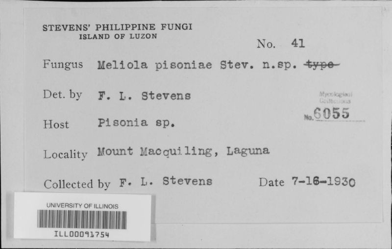 Meliola pisoniae image