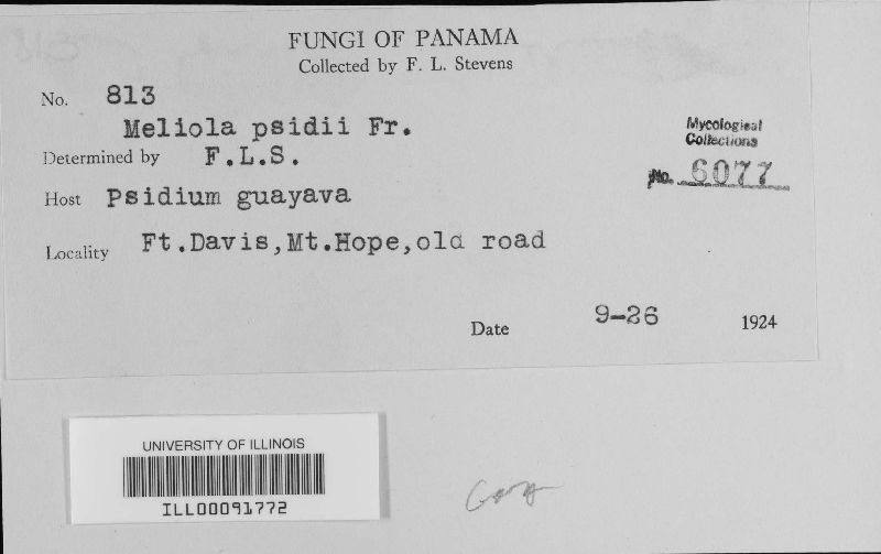 Meliola psidii image