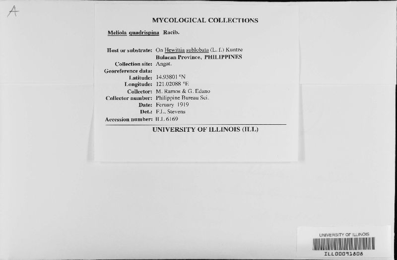 Meliola quadrispina image