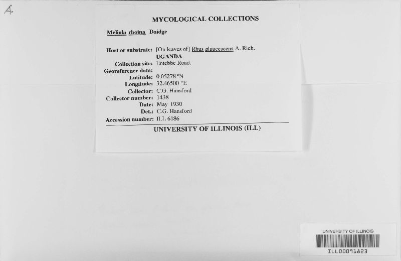 Meliola rhoina image