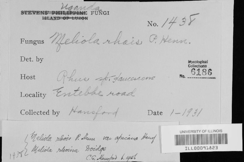 Meliola rhoina image