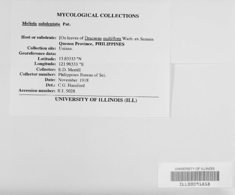 Meliola subdentata image
