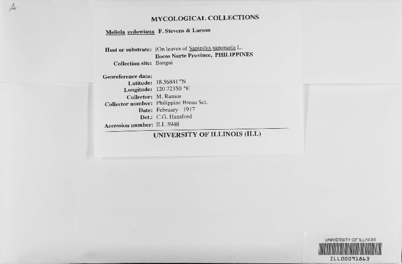 Meliola image