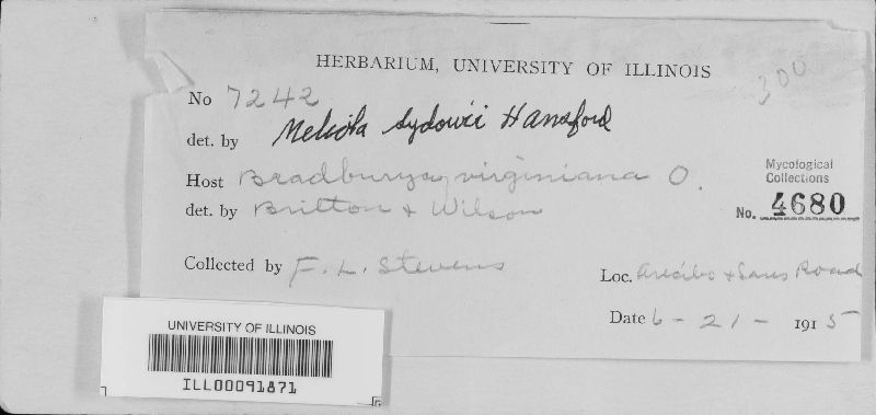 Meliola sydowii image