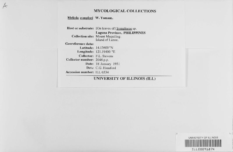 Meliola symploci image