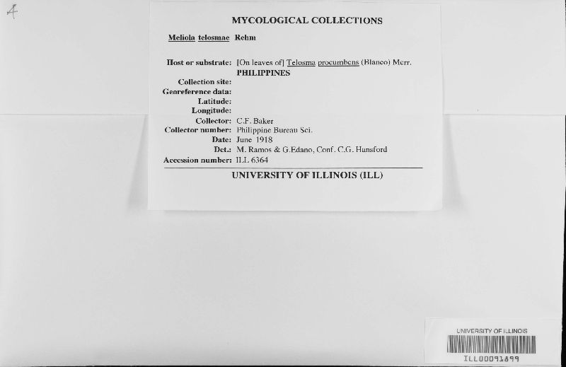 Meliola telosmae image