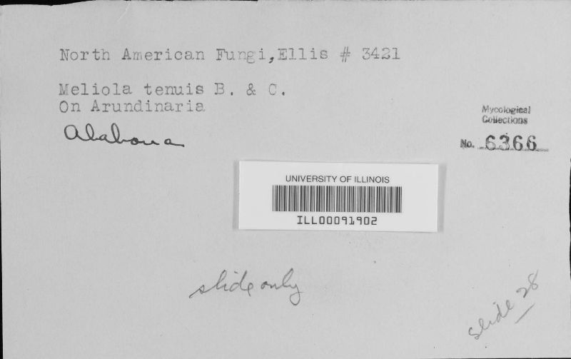 Meliola tenuis image