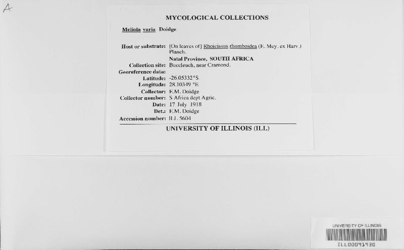 Meliola varia image