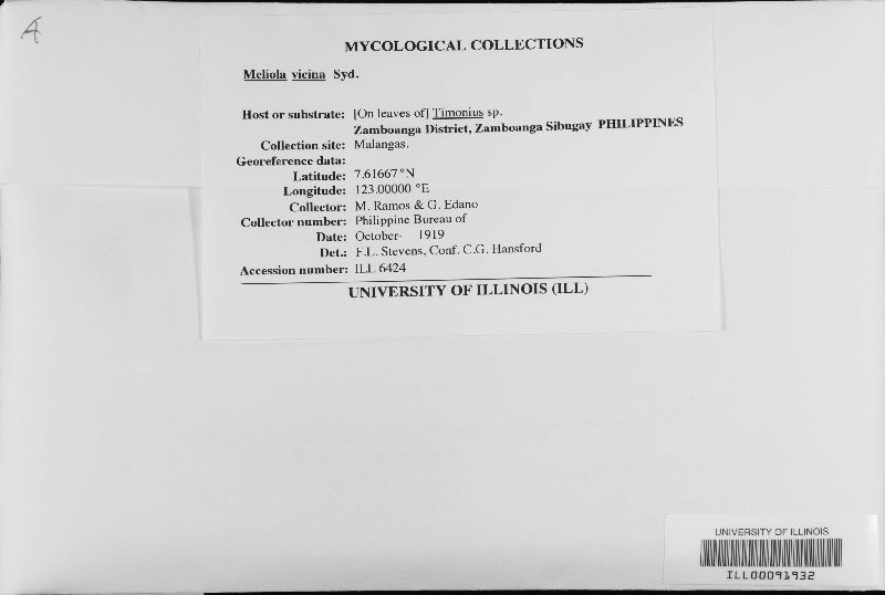 Meliola vicina image