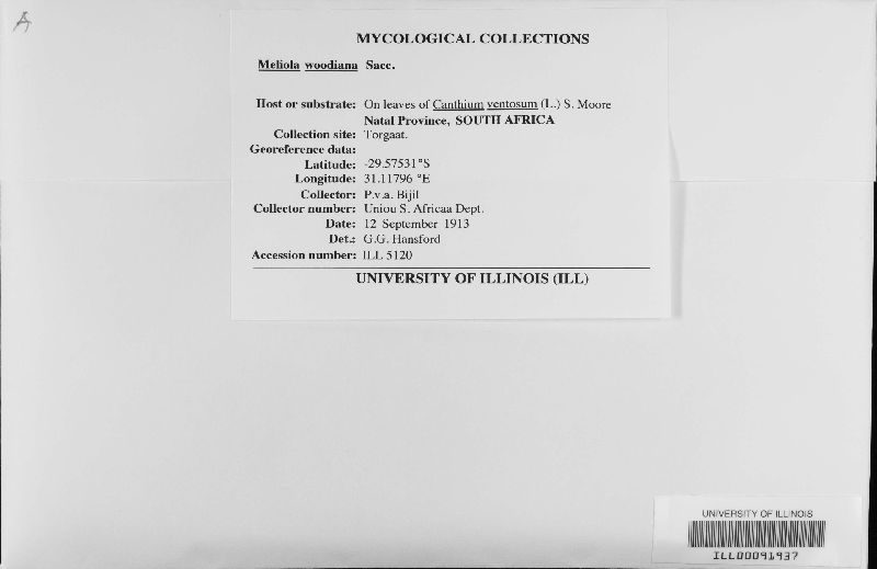 Meliola woodiana image