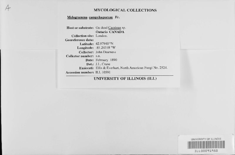 Melogramma image