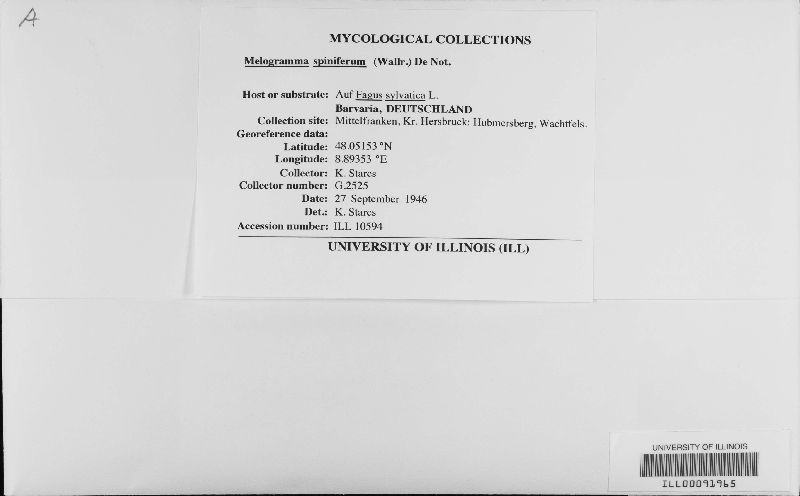 Melogramma image