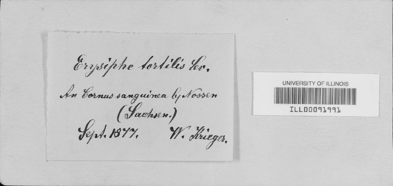 Erysiphe tortilis image