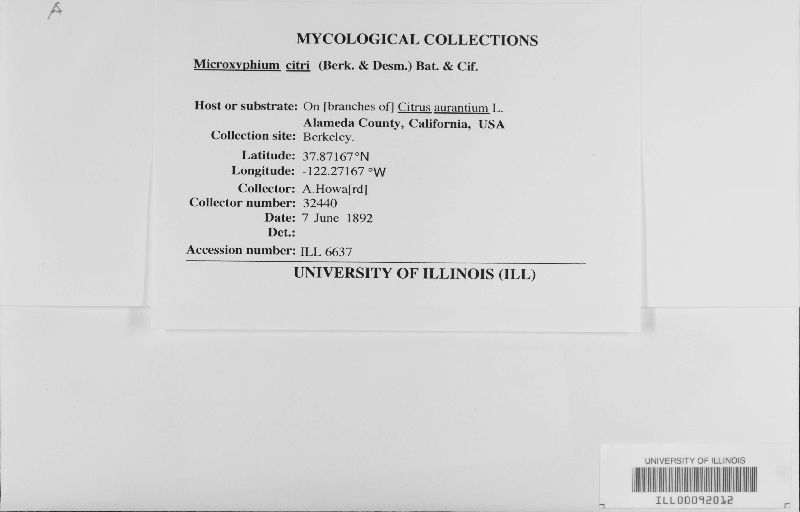 Microxyphium citri image
