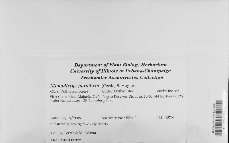 Monodictys paradoxa image