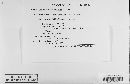 Monoicomyces furcatus image