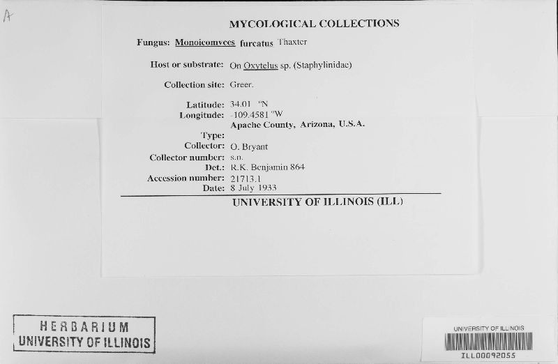 Monoicomyces furcatus image