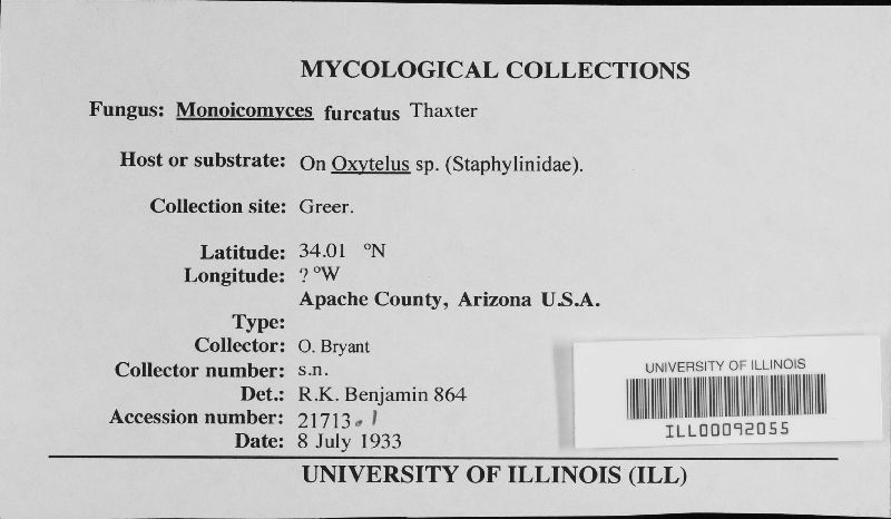 Monoicomyces furcatus image