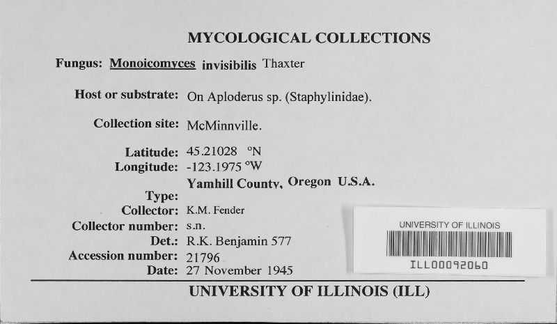 Monoicomyces invisibilis image