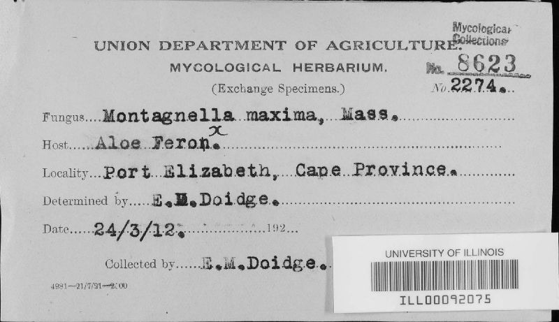 Montagnella image