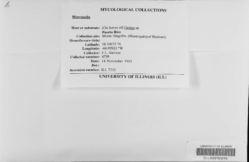 Lembosia image