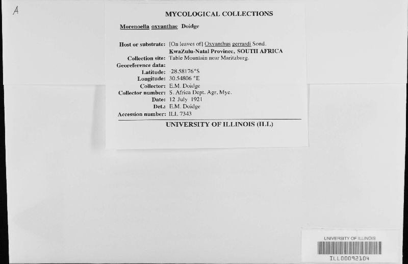 Morenoella oxyanthae image