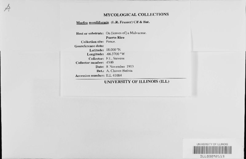 Metacapnodium moniliforme image